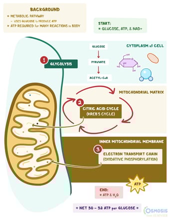 metabolism graphic